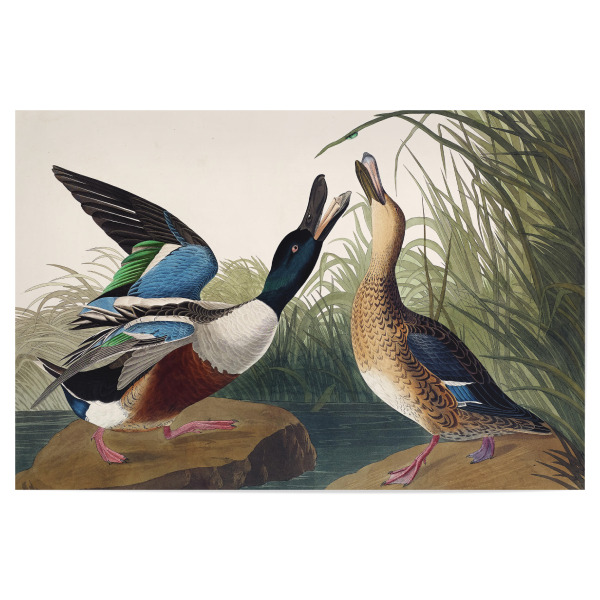 Poster "Löffelente" artboxONE - Natur,Für Kinder,Tiere,Für Mama,Für Papa