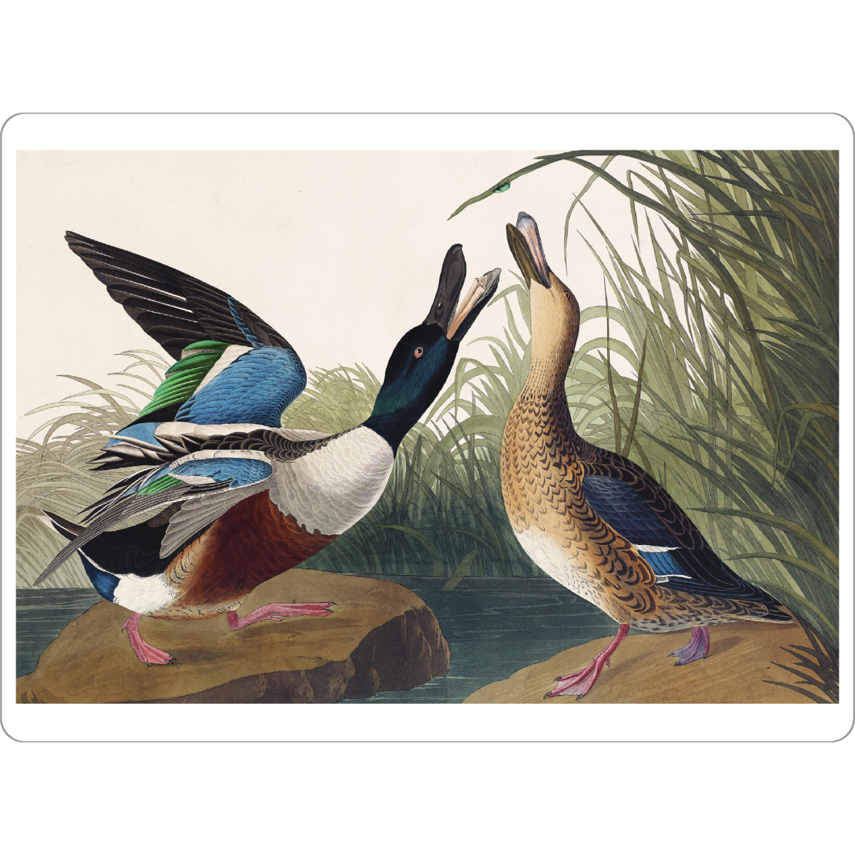 Tischset "Löffelente" artboxONE - Natur,Für Kinder,Tiere,Für Mama,Für Papa