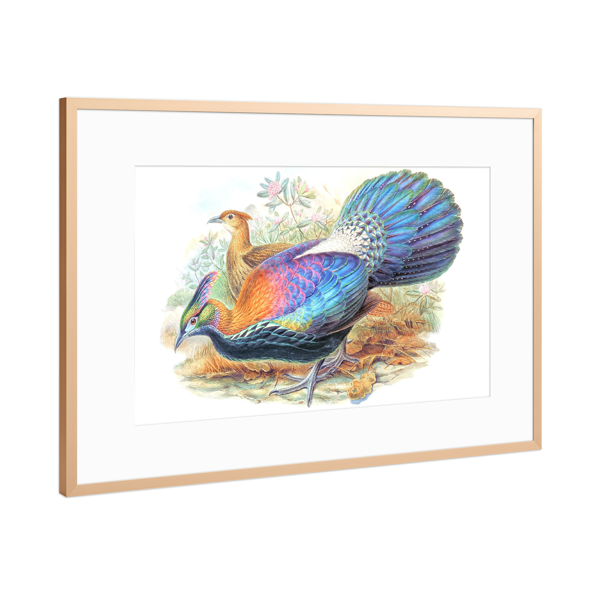 Poster mit Rahmen Kupfer "Lophophorus L'Huysi" artboxONE - Natur,Für Kinder,Tiere,Für Mama,Für Papa