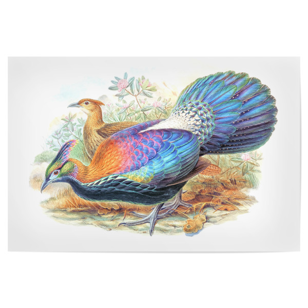 Poster "Lophophorus L'Huysi" artboxONE - Natur,Für Kinder,Tiere,Für Mama,Für Papa