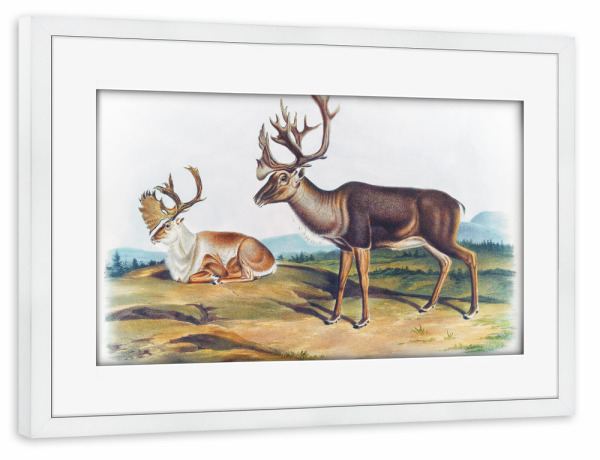 Poster mit Rahmen weiß "Amerikanisches Rentier" artboxONE - Natur,Für Kinder,Tiere,Für Mama,Für Papa