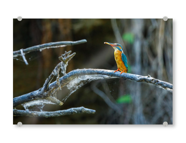Acrylglasbild "Eisvogel beim Fischfang" artboxONE - Natur,Tiere - Eisvogel,Wildlife,Vogel,Natur,Tier,Fischer