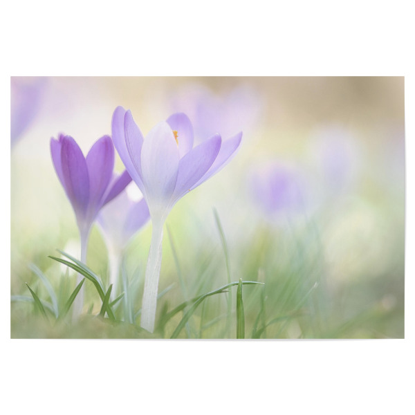 Poster 30x20 cm "Frühlingsbote" artboxONE - Natur - Frühling,Frühjahr,Frühlingsbote,Spring,Springtime,Krokus,Pastell,Zart,Jahreszeit,Blume,Idylle