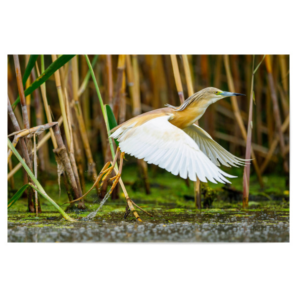 Poster "Der Rallenreiher beim start" artboxONE - Natur,Tiere - Rallenreiher,Vogel,Reiher,Wildlife,Donaudelta,Tiere,Sumpf