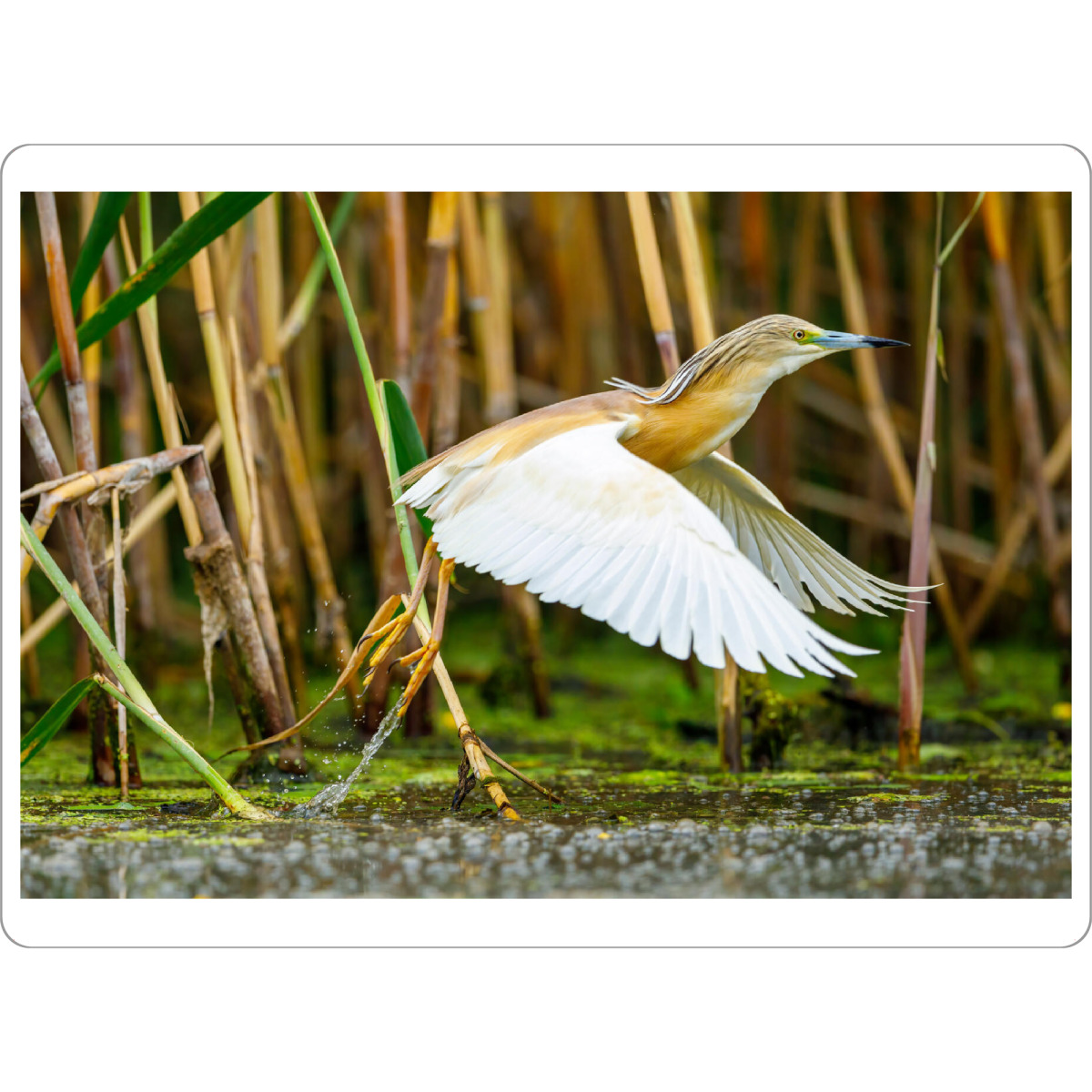 Tischset "Der Rallenreiher beim start" artboxONE - Natur,Tiere - Rallenreiher,Vogel,Reiher,Wildlife,Donaudelta,Tiere,Sumpf - Bild rallenreiher