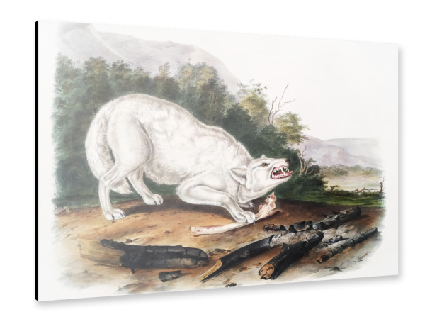 Alu-Dibond "Weißer amerikanischer Wolf" 30x20 cm artboxONE