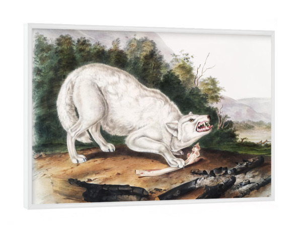 Poster mit weißem Rahmen "Weißer amerikanischer Wolf" artboxONE - Natur,Für Kinder,Tiere,Für Mama,Für Papa