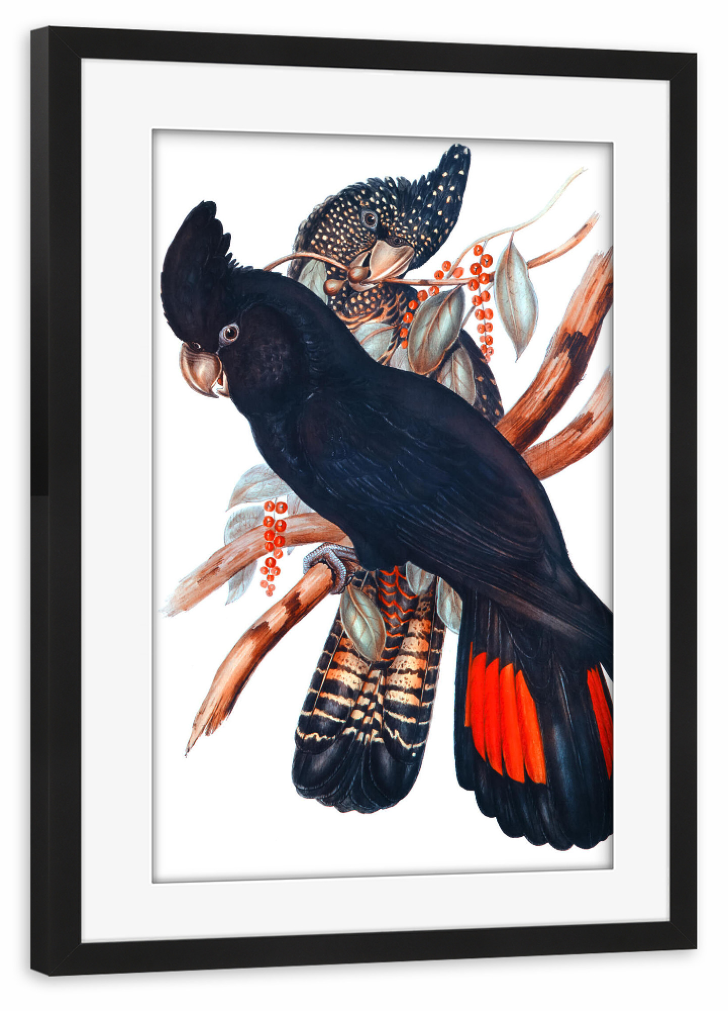 Poster mit Rahmen schwarz "Banksian Kakadu" artboxONE - Natur,Für Kinder,Tiere,Für Mama,Für Papa