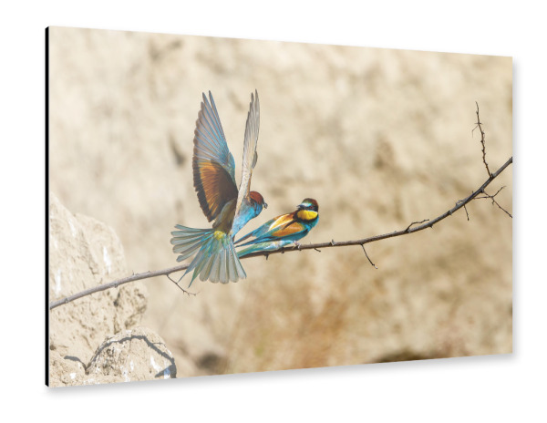 Alu-Dibond "Die Bienenfresser" 30x20 cm artboxONE