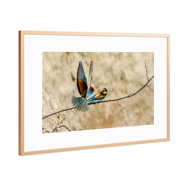 Poster mit Rahmen Kupfer "Die Bienenfresser" artboxONE - Natur,Tiere - Bienenfresser,Vogel,Wildlife,Bunter vogel,Flug,Fliegen,Federn