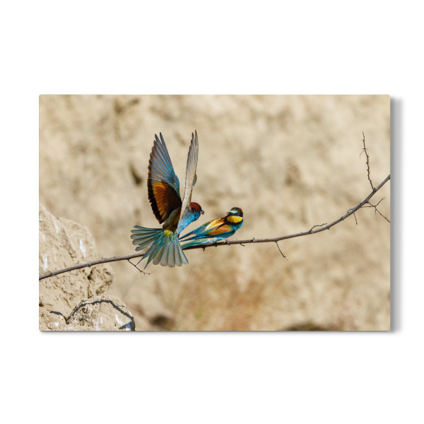 Galerie-Print "Die Bienenfresser" 30x20 cm artboxONE