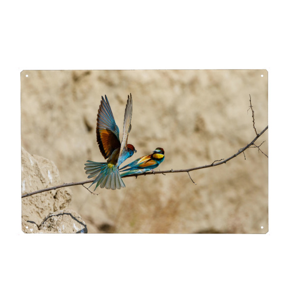 Metall Poster "Die Bienenfresser" artboxONE - Natur,Tiere - Bienenfresser,Vogel,Wildlife,Bunter vogel,Flug,Fliegen,Federn - Blechschild