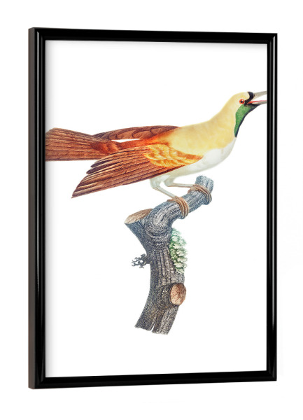 Poster mit schwarzem Rahmen "Junger Paradiesvogel des Kaisers" artboxONE - Natur,Für Kinder,Tiere,Für Mama,Für Papa