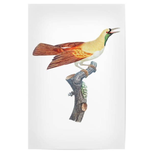 Poster 30x20 cm "Junger Paradiesvogel des Kaisers" artboxONE - Natur,Für Kinder,Tiere,Für Mama,Für Papa