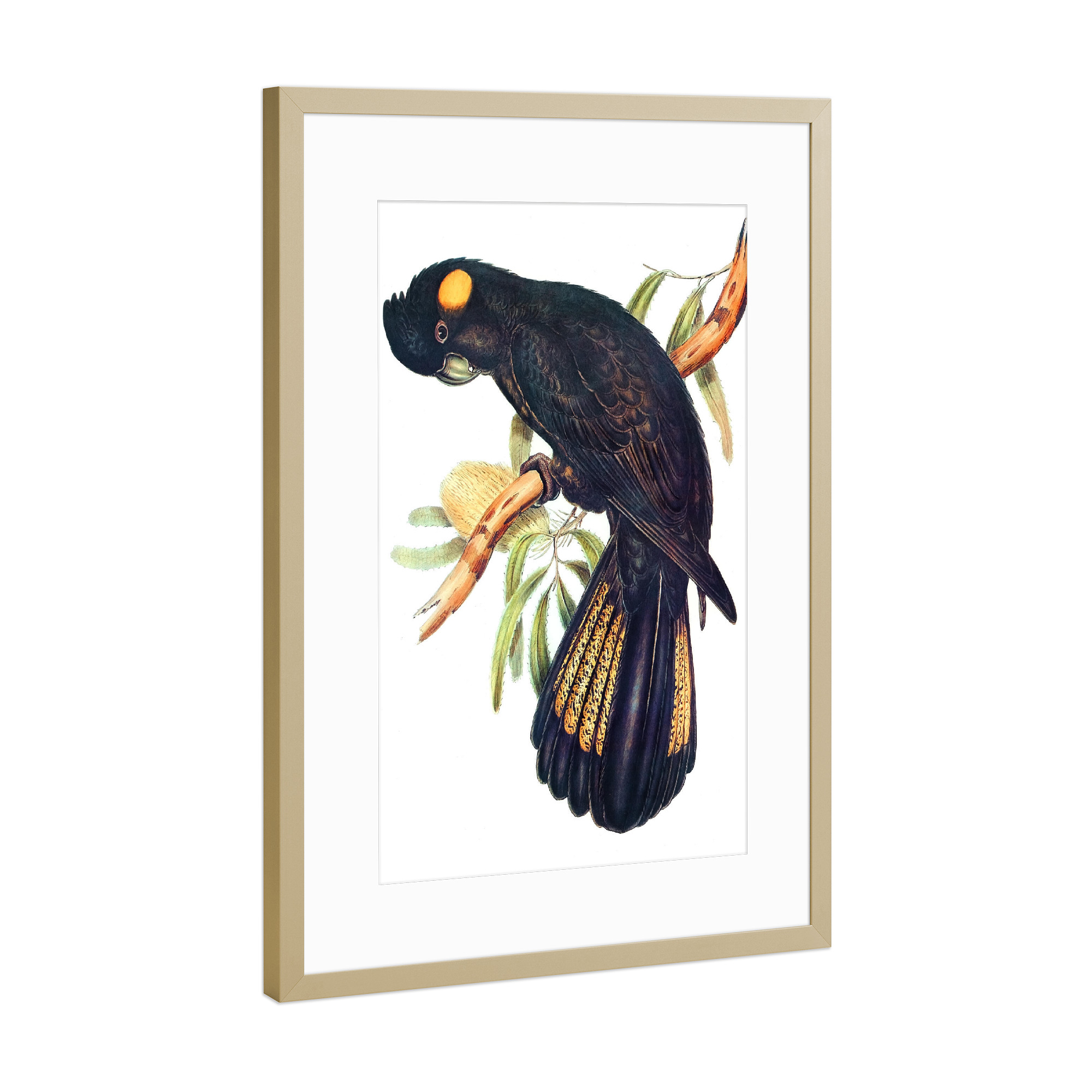 Poster mit Rahmen Gold "Trauerkakadu" artboxONE - Natur,Für Kinder,Tiere,Für Mama,Für Papa