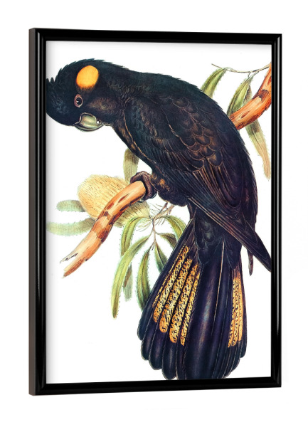 Poster mit schwarzem Rahmen "Trauerkakadu" artboxONE - Natur,Für Kinder,Tiere,Für Mama,Für Papa