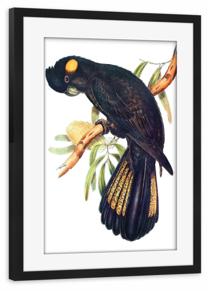 Poster mit Rahmen schwarz "Trauerkakadu" artboxONE - Natur,Für Kinder,Tiere,Für Mama,Für Papa