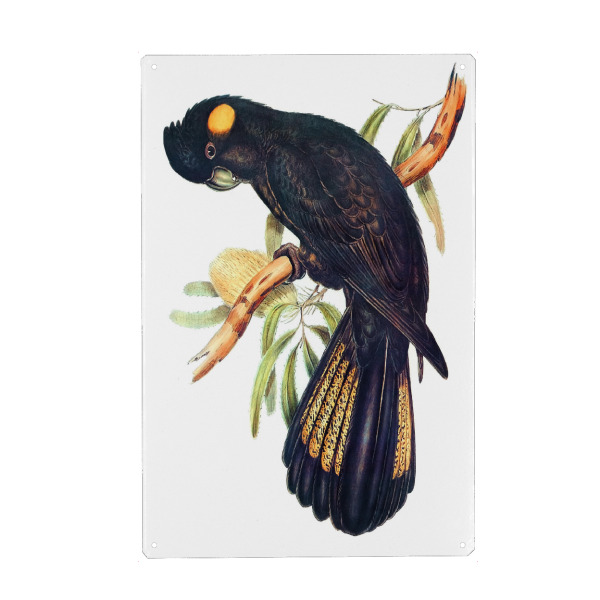 Holzbild "Trauerkakadu" artboxONE - Natur,Für Kinder,Tiere,Für Mama,Für Papa