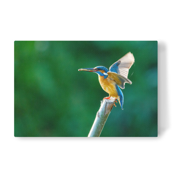 Leinwandbild "Der Eisvogel beim Fischfang" artboxONE - Natur,Tiere - Eisvogel,Wildlife,Vogel,Natur,Tier,Fischer