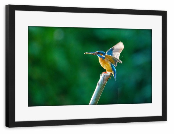 Poster mit Rahmen schwarz "Der Eisvogel beim Fischfang" artboxONE - Natur,Tiere - Eisvogel,Wildlife,Vogel,Natur,Tier,Fischer