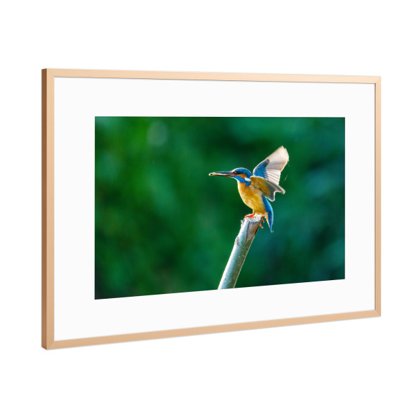 Poster mit Rahmen Kupfer "Der Eisvogel beim Fischfang" artboxONE - Natur,Tiere - Eisvogel,Wildlife,Vogel,Natur,Tier,Fischer