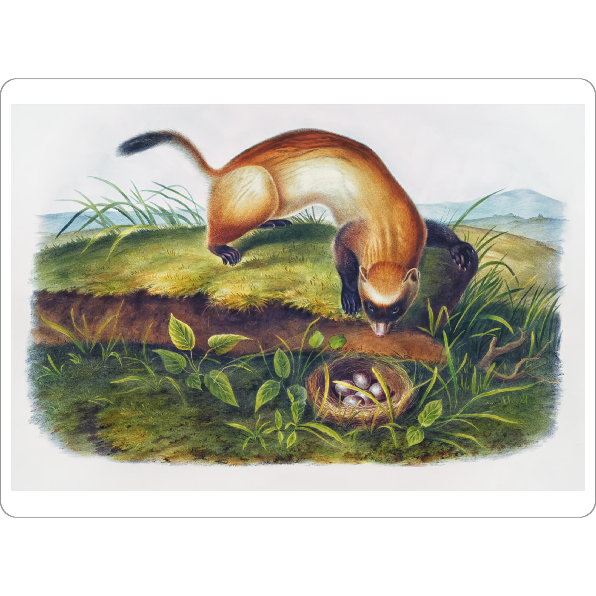 Tischset "Schwarzfüßiges Frettchen" artboxONE - Natur,Für Kinder,Tiere,Für Mama,Für Papa