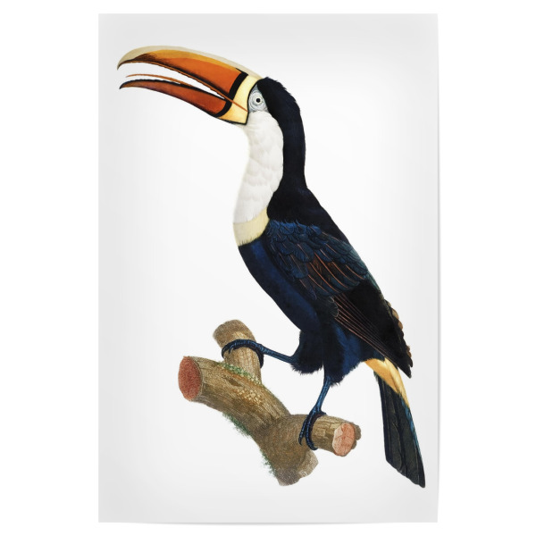 Poster 30x20 cm "Gelbe Halskette Tukan" artboxONE - Natur,Für Kinder,Tiere,Für Mama,Für Papa