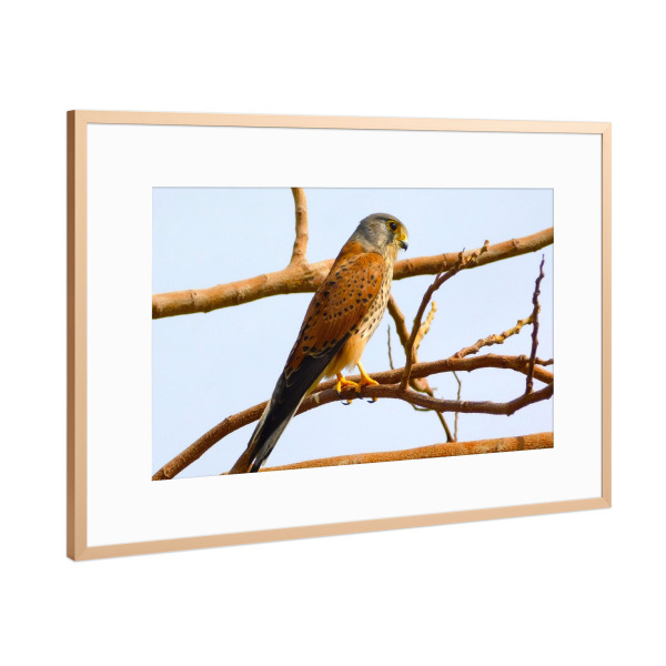 Poster mit Rahmen Kupfer "Ein ägyptischer Falke" artboxONE - Tiere - ägypten,Wüste,Falke,Vogel,Wildlife,Wildlifephotography