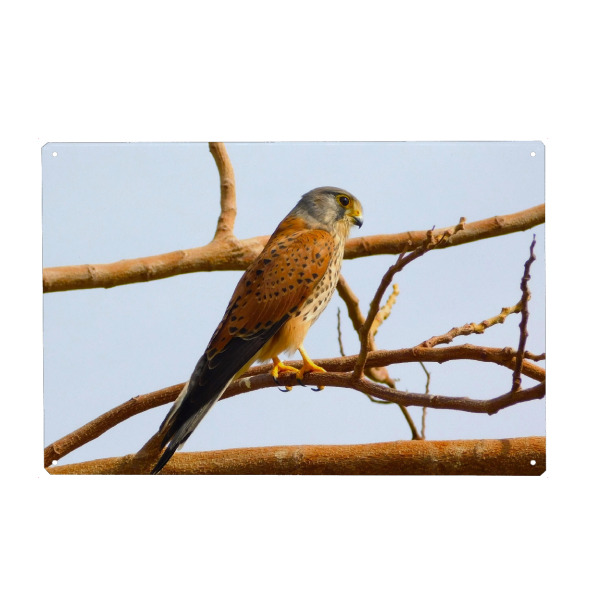 Holzbild "Ein ägyptischer Falke" artboxONE - Tiere - ägypten,Wüste,Falke,Vogel,Wildlife,Wildlifephotography