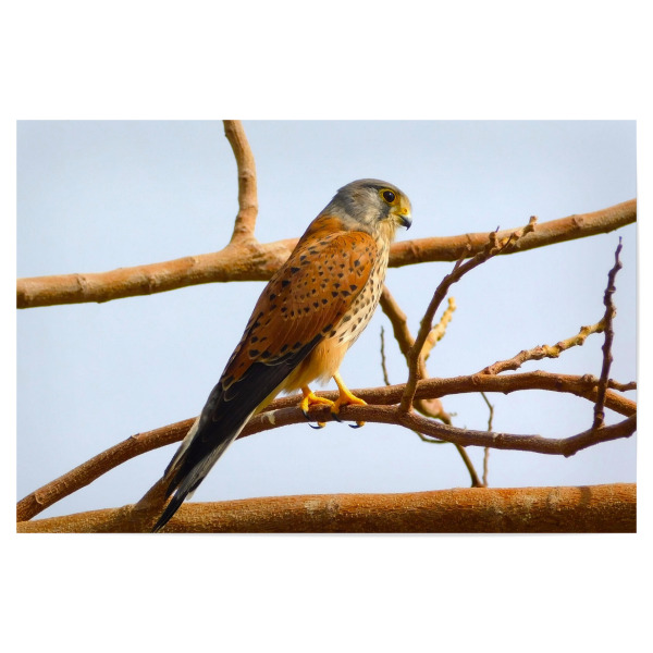Poster "Ein ägyptischer Falke" artboxONE - Tiere - ägypten,Wüste,Falke,Vogel,Wildlife,Wildlifephotography