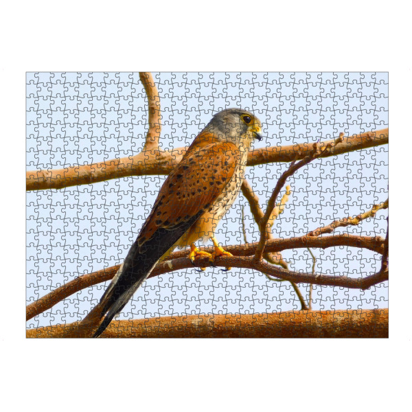 Puzzle Ravensburger "Ein ägyptischer Falke" artboxONE - Tiere - ägypten,Wüste,Falke,Vogel,Wildlife,Wildlifephotography - Bild ägypten