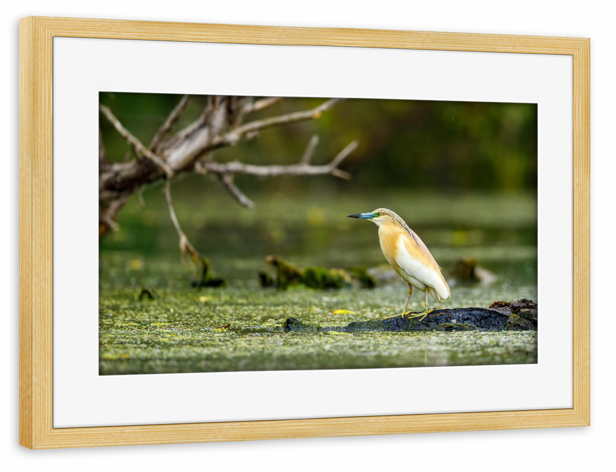 Poster mit Rahmen kiefer "Der Rallenreiher" artboxONE - Natur,Tiere - Rallenreiher,Vogel,Reiher,Wildlife,Donaudelta,Tiere,Sumpf