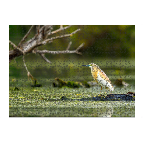 artboxONE Puzzle "Der Rallenreiher" artboxONE - Natur,Tiere - Rallenreiher,Vogel,Reiher,Wildlife,Donaudelta,Tiere,Sumpf - Bild rallenreiher