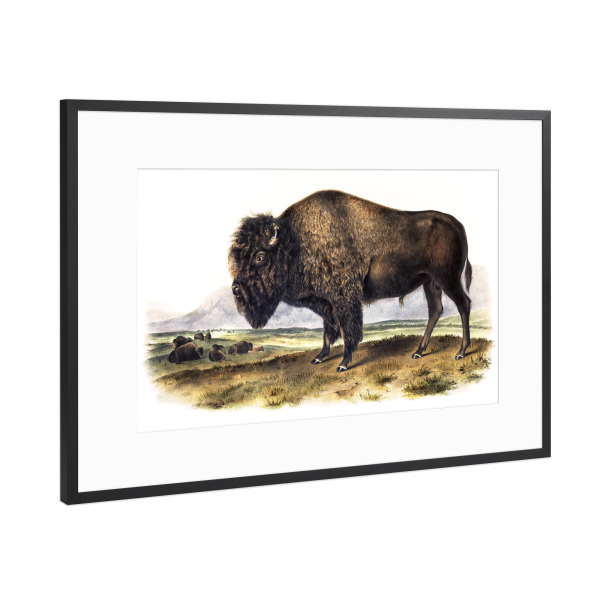 Poster mit Rahmen Schwarz (Metallic) "Amerikanischer Bison" artboxONE - Natur,Für Kinder,Tiere,Für Mama,Für Papa