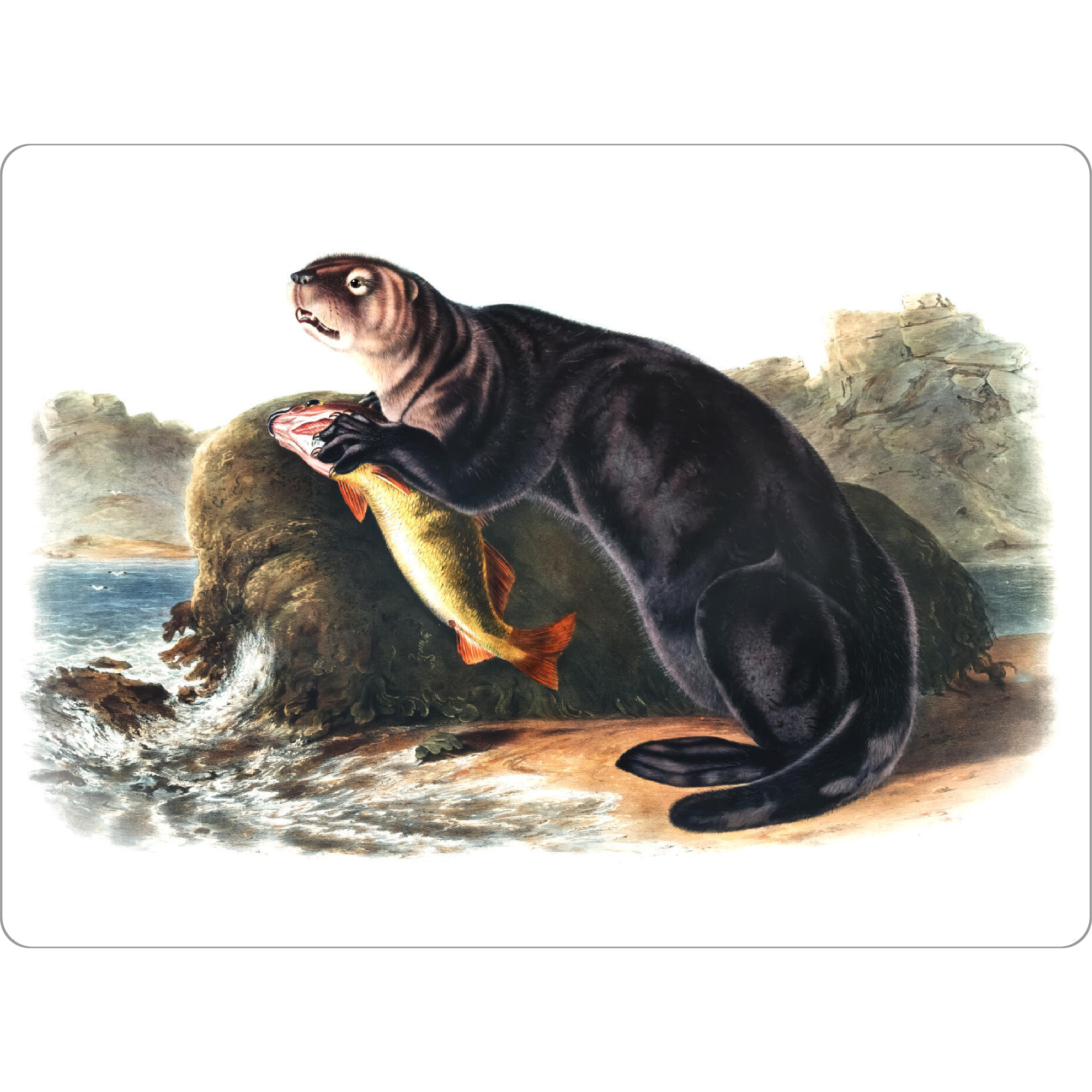 Tischset "Seeotter-Illustration" artboxONE - Natur,Für Kinder,Tiere,Für Mama,Für Papa