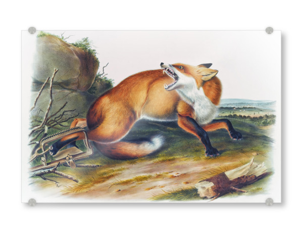 Acrylglasbild "Amerikanischer Rotfuchs" artboxONE - Natur,Für Kinder,Tiere,Für Mama,Für Papa
