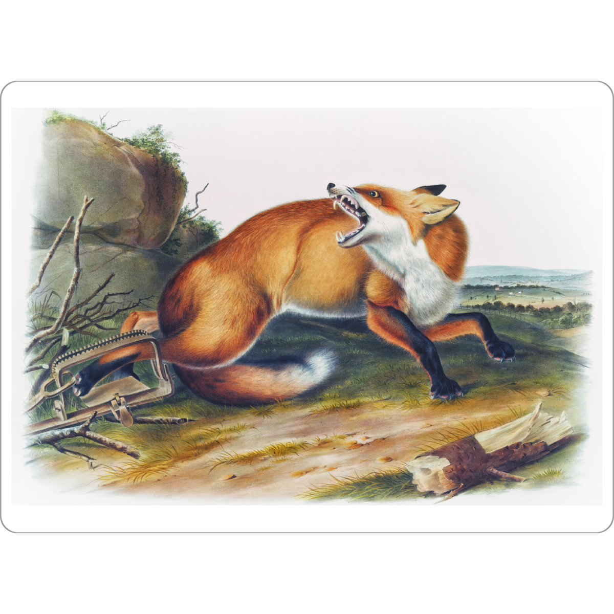 Tischset "Amerikanischer Rotfuchs" artboxONE - Natur,Für Kinder,Tiere,Für Mama,Für Papa