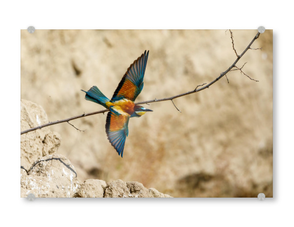 Acrylglasbild "Bunte Bienenfresser im Flug" artboxONE - Natur,Tiere - Bienenfresser,Vogel,Wildlife,Bunter vogel,Flug,Fliegen,Federn