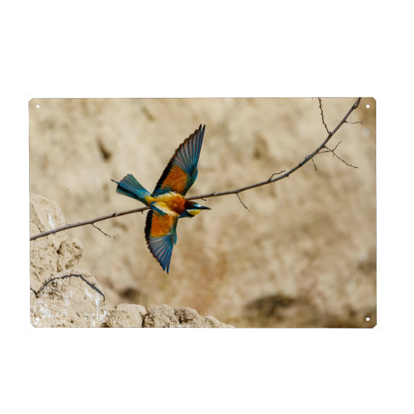 Metall Poster "Bunte Bienenfresser im Flug" artboxONE - Natur,Tiere - Bienenfresser,Vogel,Wildlife,Bunter vogel,Flug,Fliegen,Federn - Blechschild
