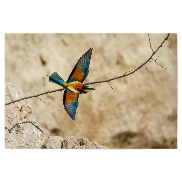 Poster 30x20 cm "Bunte Bienenfresser im Flug" artboxONE - Natur,Tiere - Bienenfresser,Vogel,Wildlife,Bunter vogel,Flug,Fliegen,Federn