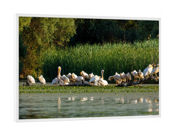Poster mit weißem Rahmen "Wilde Pelikane im Donaudelta" artboxONE - Natur,Tiere - Pelikan,Vogel,Donaudelta,Pelikane,Wildlife,Wildnis,Rosa pelikan