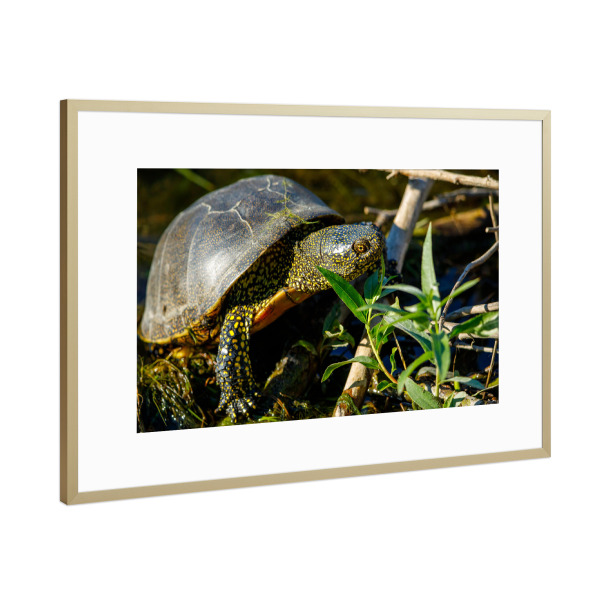 Poster mit Rahmen Gold "Die Europäische Sumpfschildkröte" artboxONE - Natur,Tiere - Schildkröte,Reptilien,Europäische sumpfschildkröte,Donaudelta