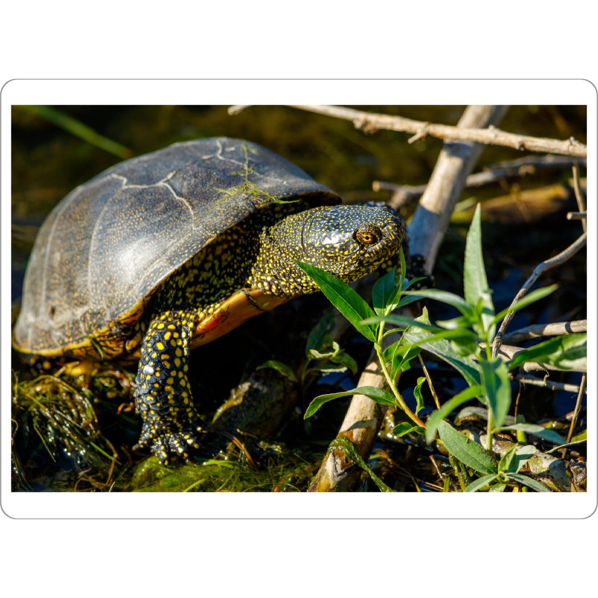Tischset "Die Europäische Sumpfschildkröte" artboxONE - Natur,Tiere - Schildkröte,Reptilien,Europäische sumpfschildkröte,Donaudelta