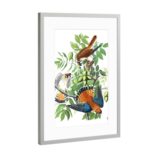 Poster mit Rahmen Silber "Amerikanischer Sperber" artboxONE - Natur,Für Kinder,Tiere,Für Mama,Für Papa