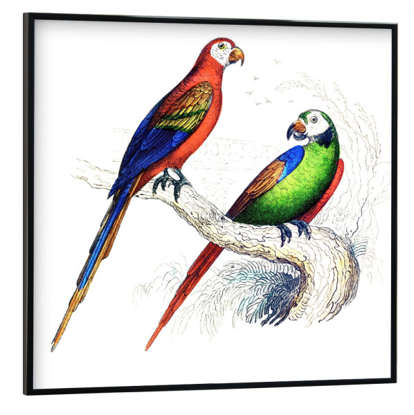 Poster mit schwarzem Rahmen 30x30 cm "Scharlachroter und grüner Ara" artboxONE - Natur,Für Kinder,Tiere,Für Mama,Für Papa