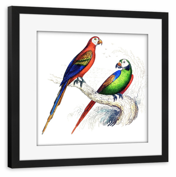Poster mit Rahmen schwarz "Scharlachroter und grüner Ara" artboxONE - Natur,Für Kinder,Tiere,Für Mama,Für Papa