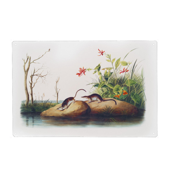 Holzbild "Amerikanische Sumpfspitzmaus" artboxONE - Natur,Für Kinder,Tiere,Für Mama,Für Papa
