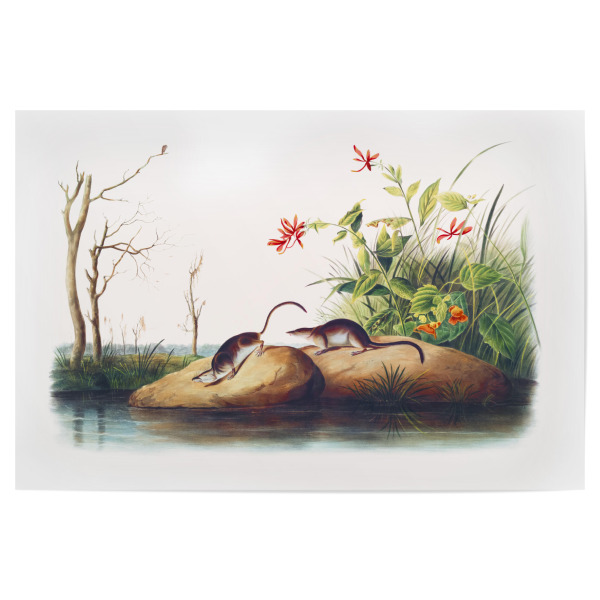 Poster "Amerikanische Sumpfspitzmaus" artboxONE - Natur,Für Kinder,Tiere,Für Mama,Für Papa