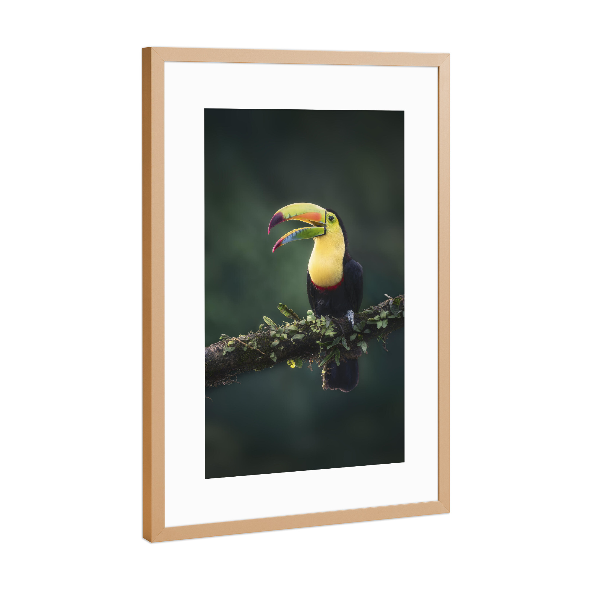 Poster mit Rahmen Kupfer "Prächtiger Fischertukan" artboxONE - Natur,Tiere