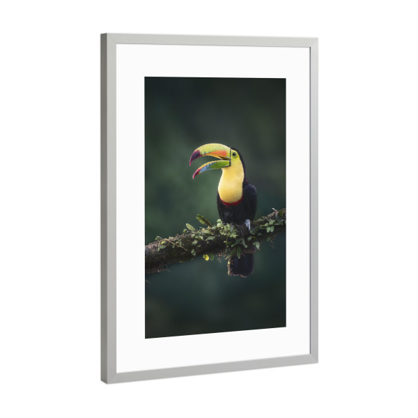 Poster mit Rahmen Silber "Prächtiger Fischertukan" artboxONE - Natur,Tiere
